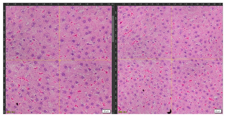 Magnification correction enabled and disabled on the APEXVIEW APX100 benchtop fluorescence microscope.