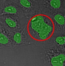 (A) GFP nuclear labels