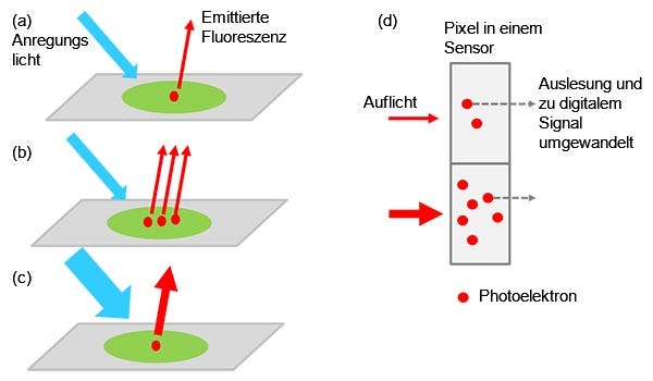 Abbildung 1: Von der Probe zum digitalen Signal - ein angeregtes markiertes Target emittiert Fluoreszenzlicht (a). Die Lichtintensität erhöht sich, wenn sich mehrere Targets in der Probe befinden (b) oder ein stärkeres Anregungslicht verwendet wird (c). Die Signalintensität ist proportional zur Intensität des einfallenden Lichts (d).