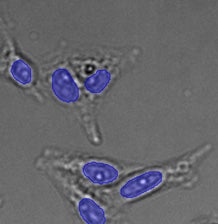 (C) TruAI detection of nuclei positions from the brightfield image