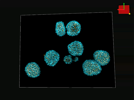3D epithelial breast cancer spheroids. DAPI (blue), pericentrin (yellow).