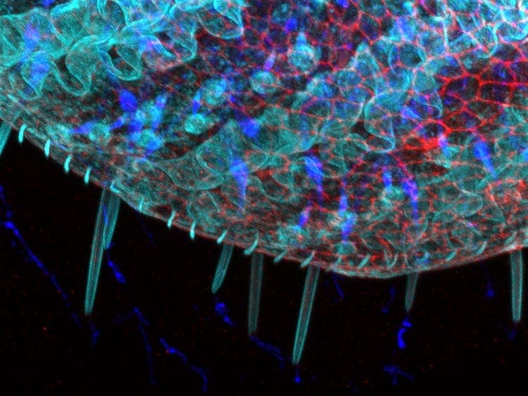 Gustatory hair and Peudotrachea