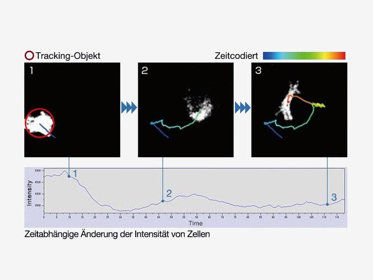 Überwachung der Zellmigration und des Zellwachstums