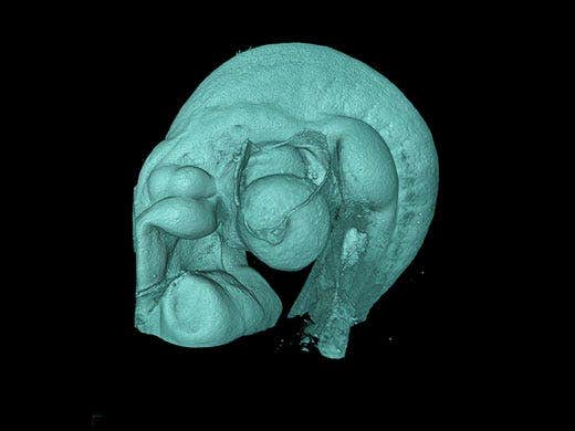 3D-Volumen einer Maus