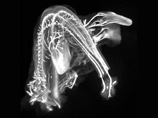 Maus-Embryo 2x Projektion