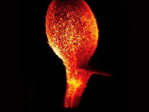 Membranfärbung in vivo, Arabidopsis-Blatt bei 10x
