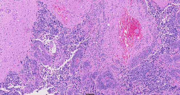 SLIDEVIEW VS200 für die digitale Pathologie