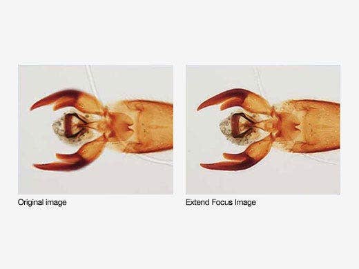 Erweiterte cellSens Fokusbildgebung