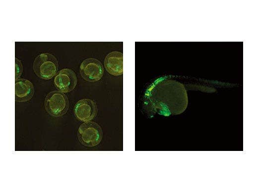Fluorescence Imaging Samples