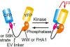 Application of the Z-Drift Compensation System IX-ZDC to multidimensional cell-based assay at the single cell level