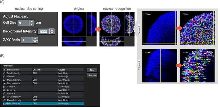 Figure 3: Recognition of parental objects. (A) Nuclei were recognized by the NuclearL module. Each recognized nucleus was enclosed by a colorful circle. (B) Analysis parameters were set. For example, parameter 10 is CH2 (dead signal) max intensity on the main object (nucleus).