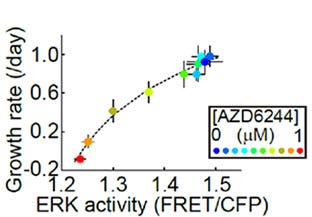 Fig 4. Relationship between the MEK1/2 inhibitor (AZD6244) dose-dependent ERK activity and cell growth rate in HT-29 cells