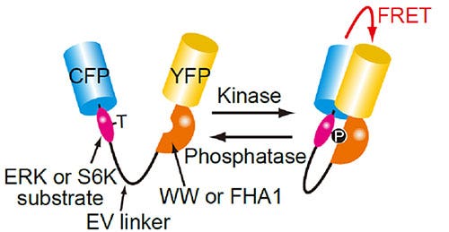 Fig 1. Structure of the FRET biosensor for visualization of ERK or S6K activity