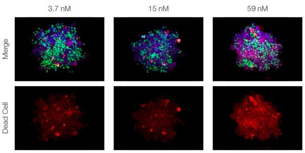 Figure 2. Drug response in co-culture spheroids