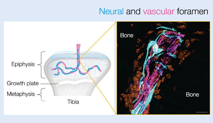 Figure 2：Neural and vascular foramen