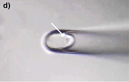 Figure 4: HeLa cells* can be selectively isolated by the MMI CellEctor. d) The cell is deposited in the target well.