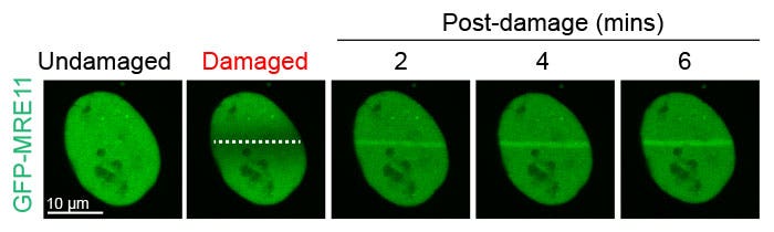 Figure 2: Damage-dependent accumulation of MRE11 at the DNA break site