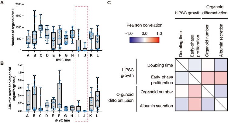 Figure 2. iPS cell proliferation correlation analysis before differentiation induction and the differentiation efficiency of formed liver bud organoids.