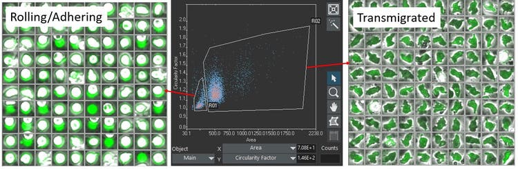 Classification of cells in class1 (rolling/adhering state, left) and class2 (transmigrated state, right), according to their geometric size and shape.