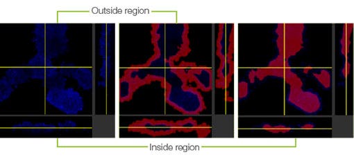 Figure 4 3D quantification of antibody drug distribution