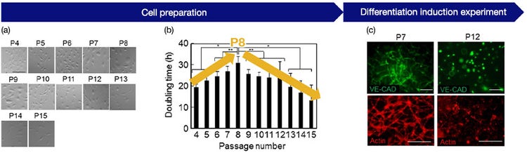 Fig.3 (a) Cell morphology by passage number: Recording image data at each passage, (b) Relationship between passage number and growth rate: It shows that the proliferation rate changes at P8, (c) Angiogenic potential and passage number of HUVEC: Shows successful angiogenesis at P7 and poor angiogenesis at P12