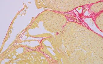 Brightfield observation