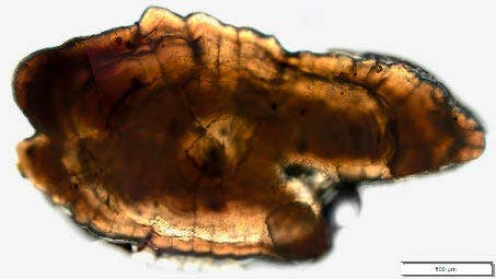 A herring otolith