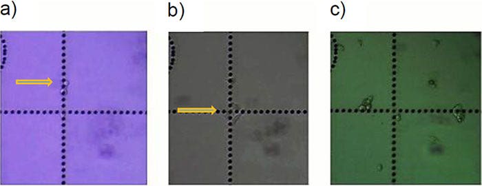 Figure 5: HeLa cells* in cell culture (a) 1 day, (b) 2 days, and (c) 5 days after transfer with the MMI CellEctor.