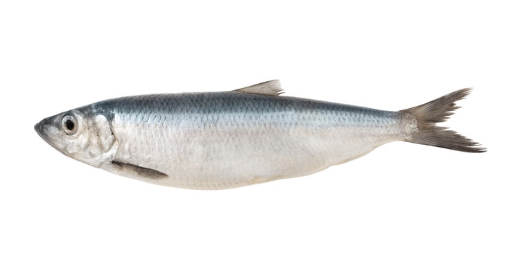 A herring