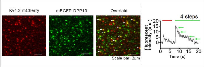 Figure 2. Images of the fluorescent proteins Kv4.2-mCherry (left) and mEGFP-DPP10 (middle) expressed in Xenopus oocyte at the single molecule level under TIRF microscopy.