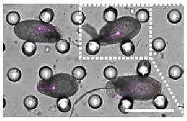 Fixation of ovules with the microdevice 02