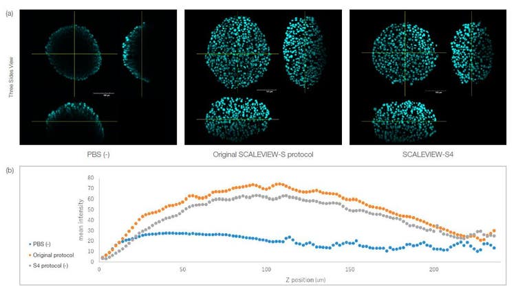 Fig. 1. HT-29 spheroids cleared using the SCALEVIEW-S and SCALEVIEW-S4 protocols. Both protocols can clear the spheroid.