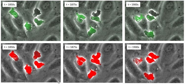 (Top row) time series in phase contrast and fluorescence; (bottom row), time series in phase contrast and deep learning prediction in red.