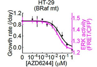 Fig 3. Dose-dependent response of ERK activity and cell growth rate on the MEK1/2 inhibitor (AZD6244) in HT-29 cells