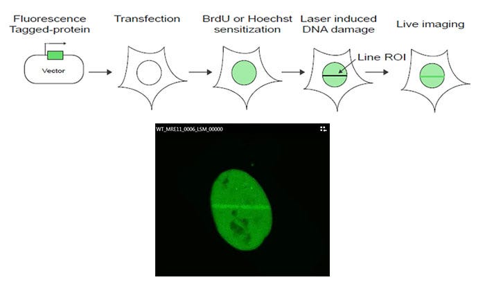 Figure 1: Schematic of the experiment protocol