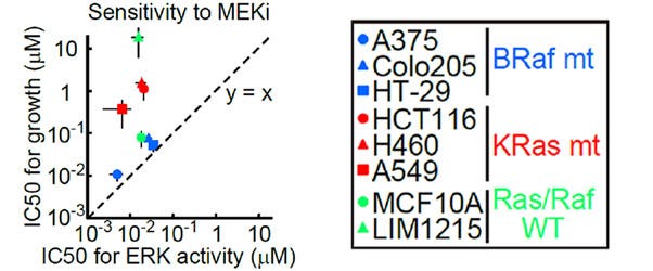 Fig 5. Comparison of IC50 values of the MEK1/2 inhibitor (AZD6244) for ERK activity and cell growth rates in multiple cancer cell lines