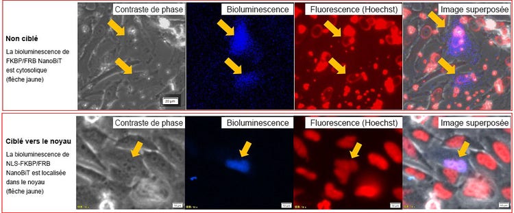 Figure 3. Localisation intracellulaire des paires FKBP/FRB NanoBiT et NLS-FKBP/FRB NanoBiT.