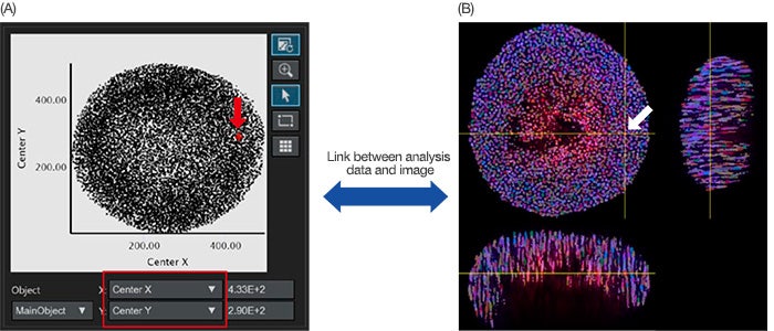 Figure 4: Quantitative analysis image of a spheroid. (A) When the center X and Y analysis parameters (set in Figure 3B) were set in the X and Y axis respectively, each recognized nucleus was plotted in the graph. The analysis parameters in the X/Y axis can be adjusted when necessary (red square). (A/B) NoviSight software can visually link the analysis data with the original images. When you click the recognized nuclear plot in the graph (A, red arrow), the same position automatically displays in the original image (white arrow).