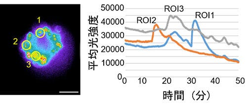 Measurements of calcium ion concentration fluctuations caused by histamine stimulation