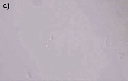 Figure 4: HeLa cells* can be selectively isolated by the MMI CellEctor. c) The aspirated cell does not affect surrounding cells.