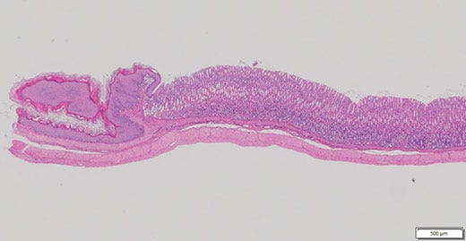 Fig. 3: Wide overview image of a sample