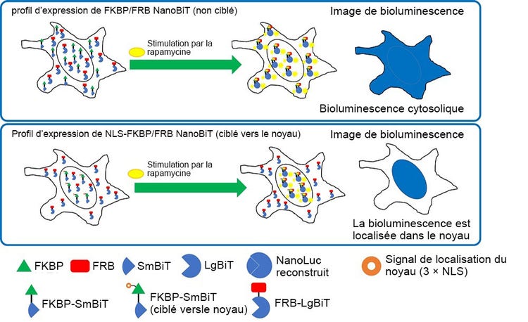 Figure 2. Localisation intracellulaire des paires FKBP/FRB NanoBiT et NLS-FKBP/FRB NanoBiT.