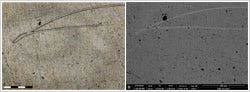 Fig3c-BS-SEM-brightfield-DSX510-left-eye_x555