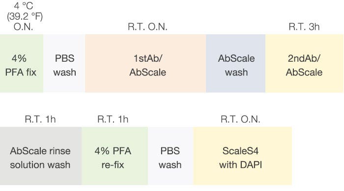 Figure 2 F-PDOs immunostaining and clearing scheme