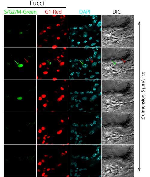 Figure 2: Observation of cells within a whole mouse placenta (E10.5)—sequential tomography.