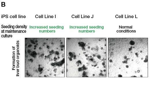 (B) Showing the formation of organoids when differentiation induction is performed after maintenance culture of cell line I and J showing differentiation resistance under the condition of increasing the number of seeds. For comparison, the organoids when the L line, which has been confirmed to have differentiating ability, was maintained and cultured under normal conditions and induced to differentiate, are also shown.