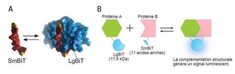 Figure 1. Vue d’ensemble du système d’interaction protéine-protéine NanoBiT® Image reproduite avec l’aimable autorisation de Promega.