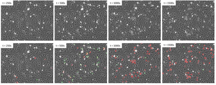 Time lapse of a new dataset where the leukocytes were not labelled with fluorescence. Upper panels: phase contrast. Lower panels: phase contrast and deep learning prediction of class1 cells (green) and class2 cells (red).