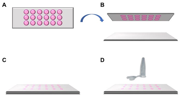 Figure 2: Schematic representation of how to apply the MMI 18-well membrane slide. A) Top view of the MMI 18-well membrane slide. B) The MMI 18-well membrane slide is turned upside down and put onto a standard microscope glass slide. C) A sandwich is formed (glass slide, cells, membrane) , helping ensure that the cells of interest remain intact and can be isolated in a contamination-free way. D) This sandwich is placed onto the microscope stage for subsequent laser microdissection.