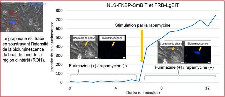 Figure 4. Changement de l’intensité de la bioluminescence de la paire NLS-FKBP/FRB après stimulation par la rapamycine